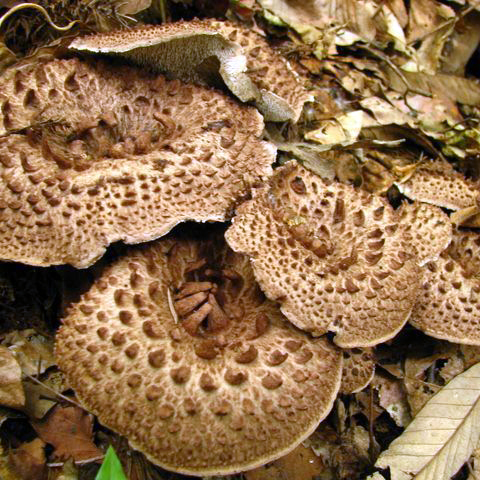 香茸 500g｜自然食品｜自然を味わう | 自然生活