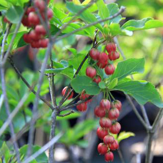 紅花ドウダンツツジ苗｜植木・苗木・庭木・花木苗｜自然を育てる