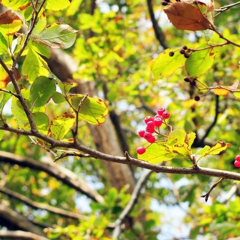 【週末SALE】お値下げ歓迎！　琴 13弦 木製 赤花柄カバー　付属品有り 退職 卒業 お歳暮 父の日 名入れ ギフト LXX 木製 カッサブラシ / 母の