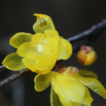 蝋梅の苗（黄色） ロウバイ（蝋梅）苗｜植木・庭木・花木苗｜自然を育てる | 自然生活