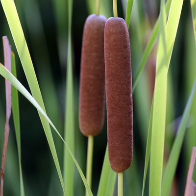 ノカンゾウ（野萱草）苗2株セット | 自然生活