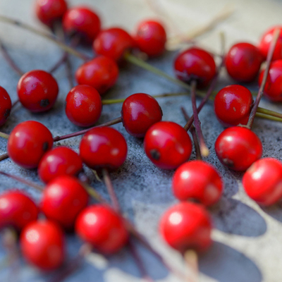 ユウスゲ（夕菅）苗2株セット | 自然生活