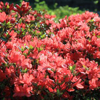 キリシマツツジ（赤花）苗