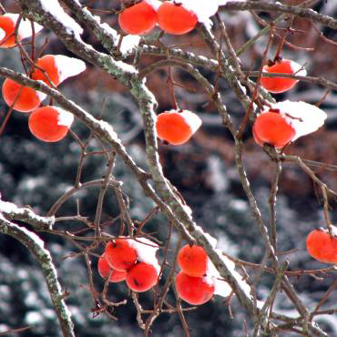 ヤマガキ（山柿）苗｜植木・苗木・庭木・花木苗｜自然を育てる | 自然生活