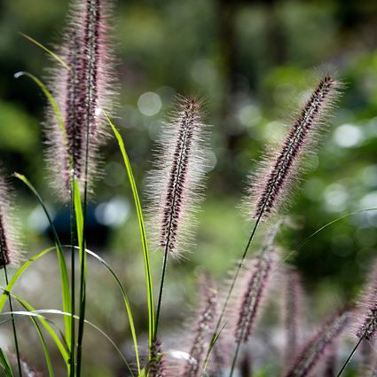 チカラシバ（力芝）種子｜山野草栽培苗｜自然を育てる | 自然生活