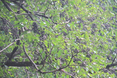 キハダ(黄肌)種子