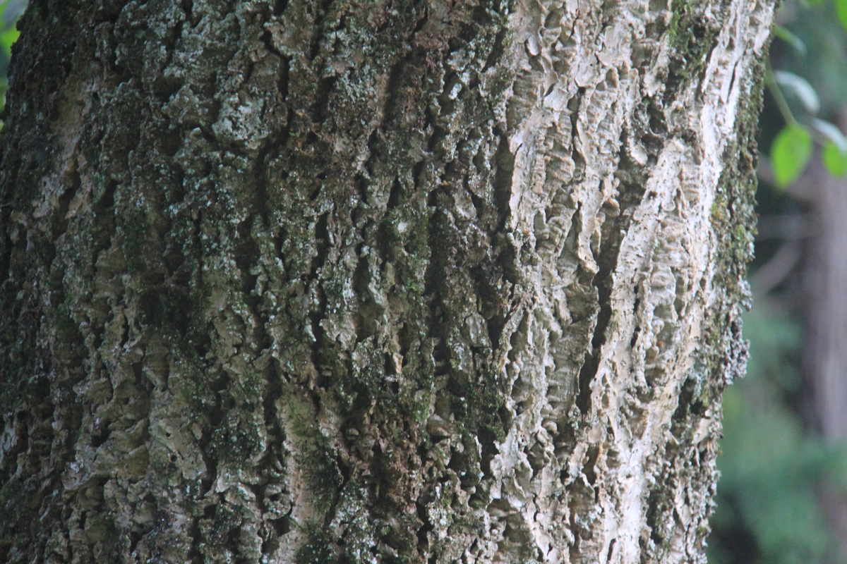 薬木 キハダ 苗 50本セット 薬木キハダ苗50本セット