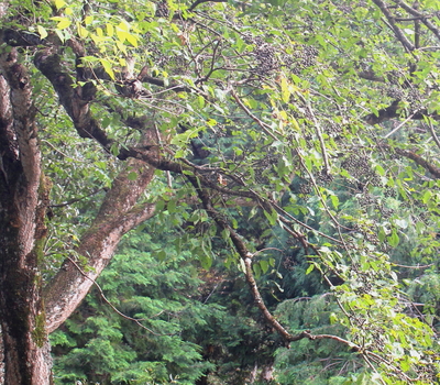 キハダ(黄膚)苗