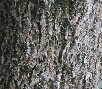 キハダ(黄膚)苗