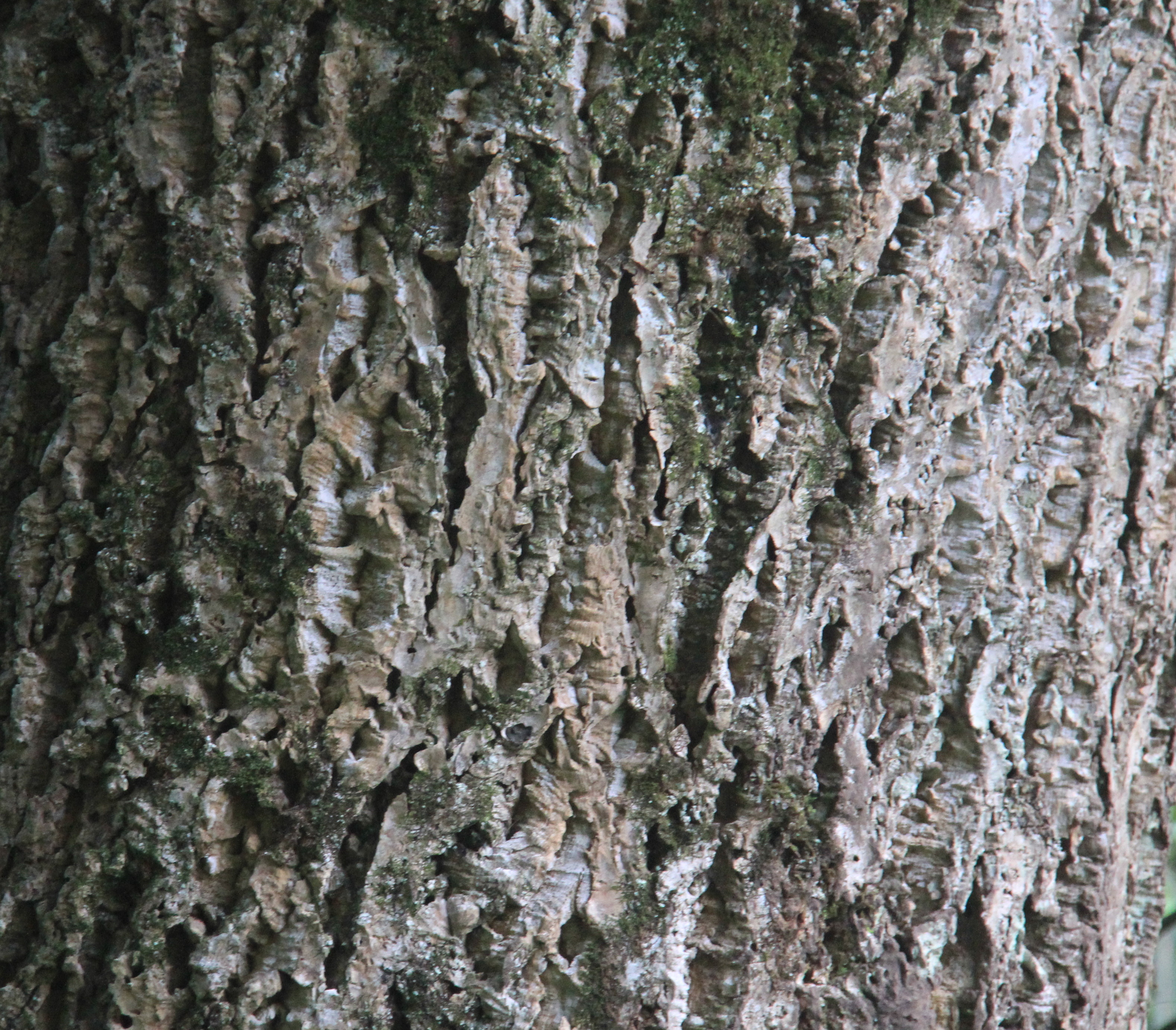 キハダ（黄膚）苗 | 自然生活