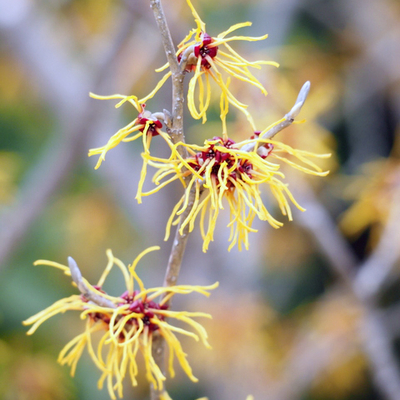 マンサク（万作）苗