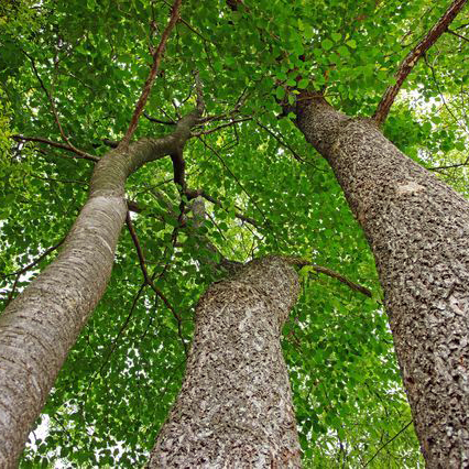 アベマキ苗｜植木・苗木・庭木・花木苗 | 自然生活