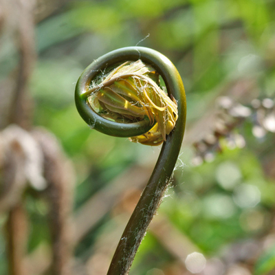 ゼンマイ（薇）苗２株セット