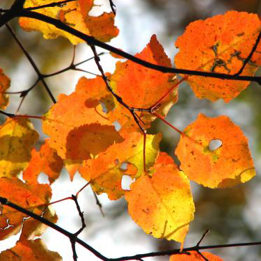 ウリカエデ（瓜楓）苗