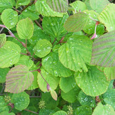 トサミズキ（土佐水木）苗