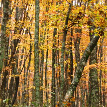 ブナノキ（橅の木）苗