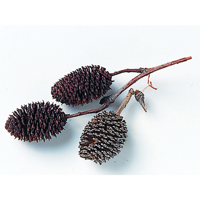 乾燥矢車（やしゃ）・実