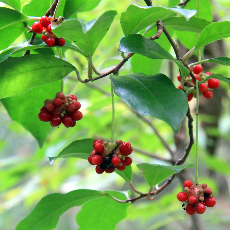 サネカズラ（実葛）苗｜植木・庭木・花木苗｜自然を育てる | 自然生活