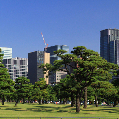 クロマツ（黒松）苗