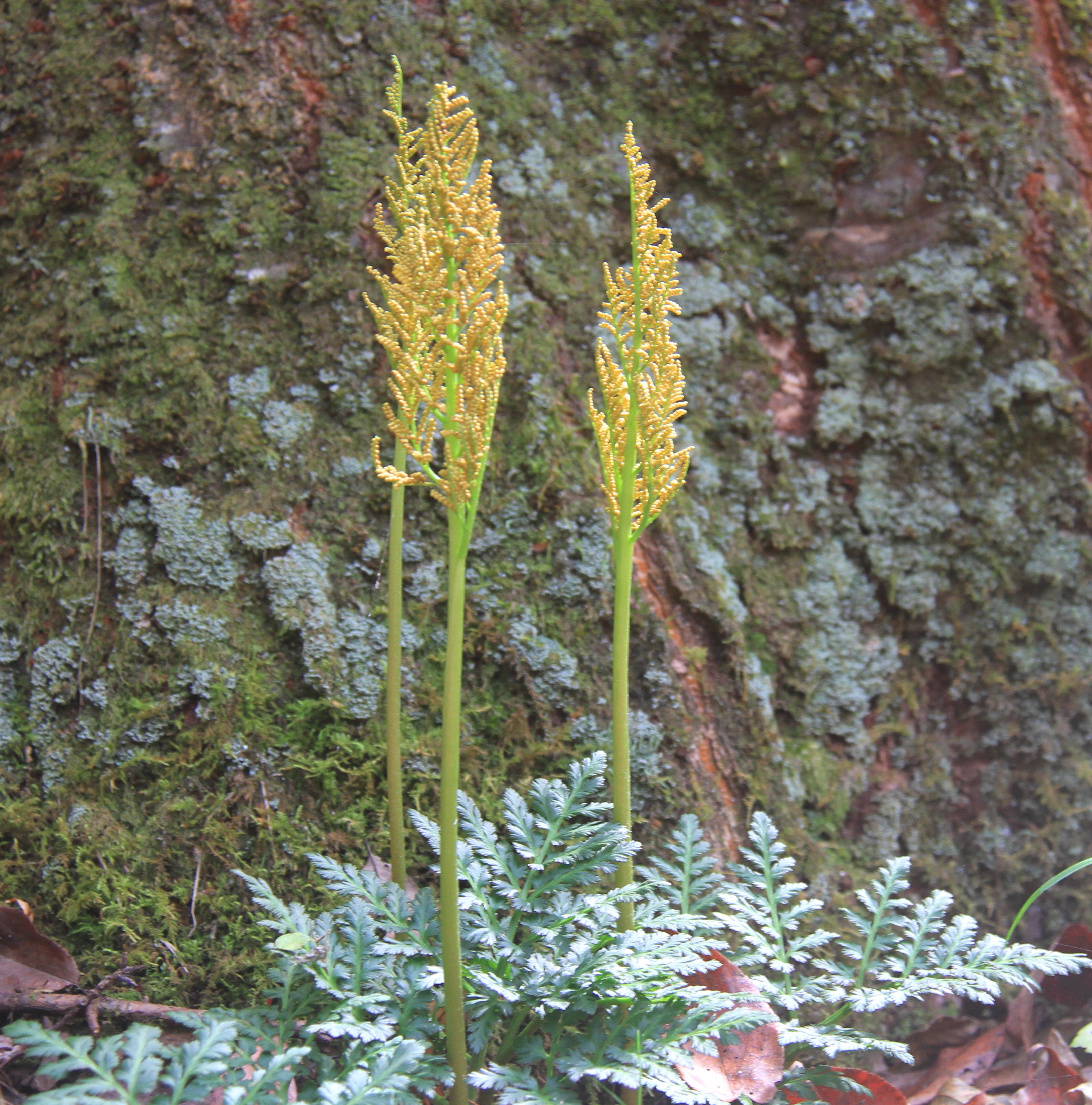 フユノハナワラビ（カンワラビ）苗｜山野草栽培苗｜自然を育てる｜自然