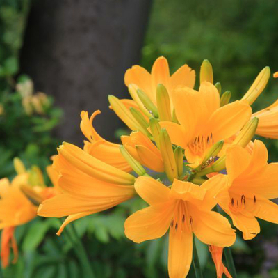 ゼンテイカ苗２株セット