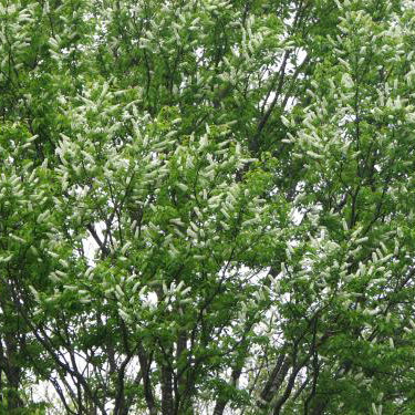 ウワミズザクラ（上溝桜）苗｜植木・庭木・花木苗｜自然を育てる