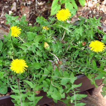 タンポポ寄せ植え｜山野草栽培苗｜自然を育てる | 自然生活