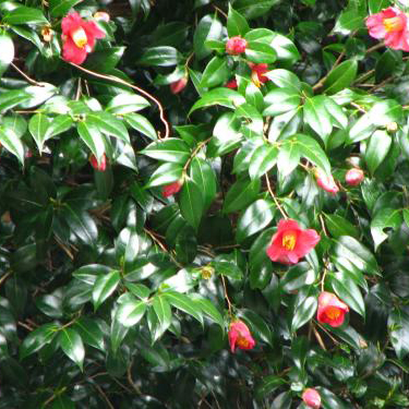 ヤブツバキ（藪椿）苗｜植木・庭木・花木苗｜自然を育てる | 自然生活