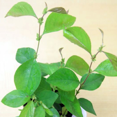 花梨（カリン）小苗寄せ植え２鉢セット