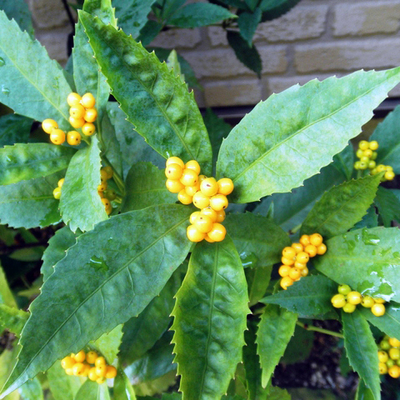 黄実センリョウ（千両）苗