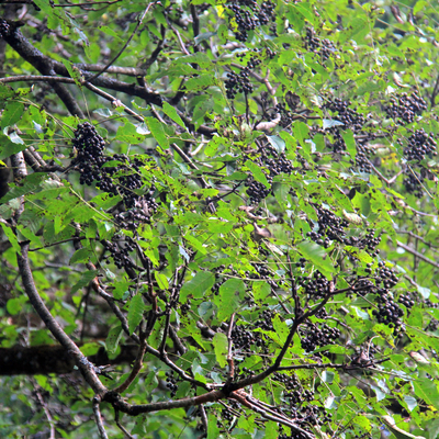 キハダ（黄肌）種子