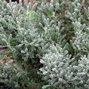 シルバーサントリナ苗２鉢セット