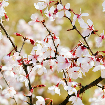 フジザクラ（富士桜）盆栽用小苗