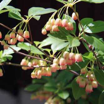 サラサドウダンツツジ苗