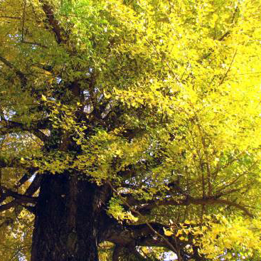 イチョウ小苗寄せ植え2鉢セット