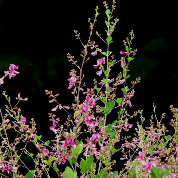 ヤマハギ（山萩）種子