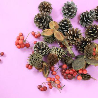 木の実いろいろセット