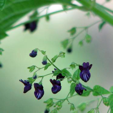 アケビ（木通）苗 | 自然生活