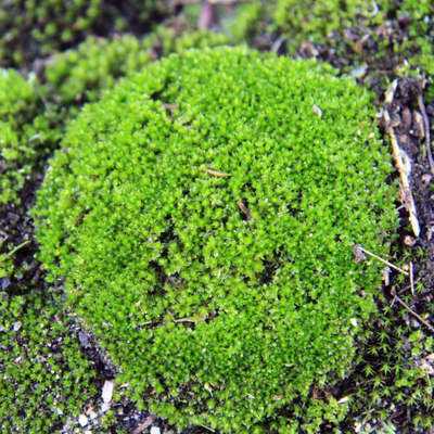 ホソウリ苔（細瓜苔）