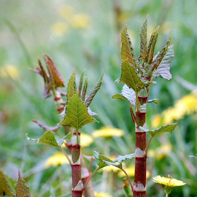 イタドリ 種子1kg