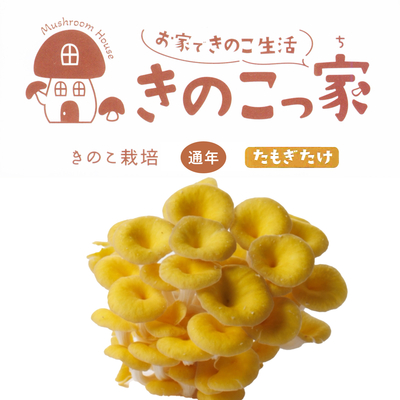 ［きのこ栽培キット］「きのこっ家」たもぎたけ