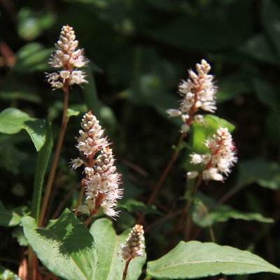 ハルトラノオ（春虎ノ尾）苗２鉢セット