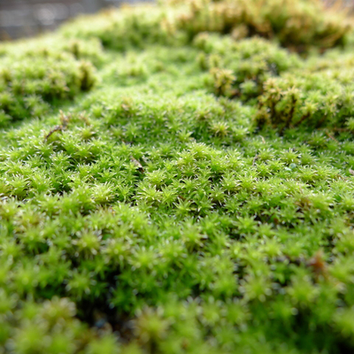 ギンゴケ（銀苔）｜盆栽・インテリア｜自然と暮らす | 自然生活