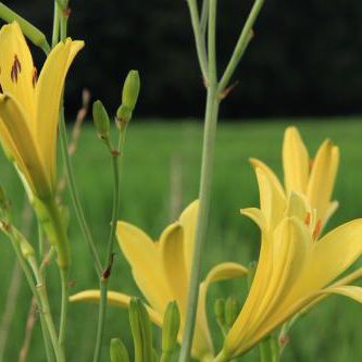 ユウスゲ（夕菅）小苗２株セット