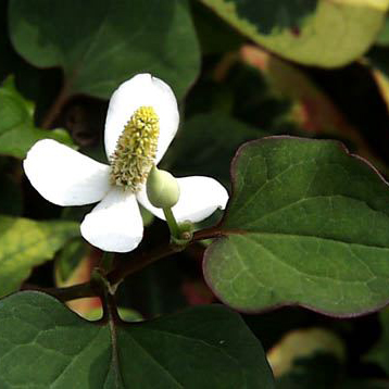 ドクダミ寄せ植え
