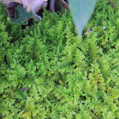 シノブゴケ（忍苔）