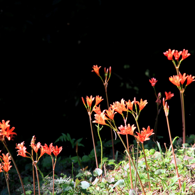 600 山採り ウワミズザクラ ウワミズザクラ | 植物図鑑 | 大阪市立長居