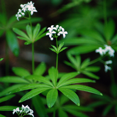 クルマバソウ（車葉草）２鉢セット