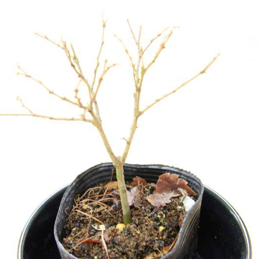 ケヤキ（欅）盆栽用小苗｜苔玉・盆栽・インテリア｜自然と暮らす