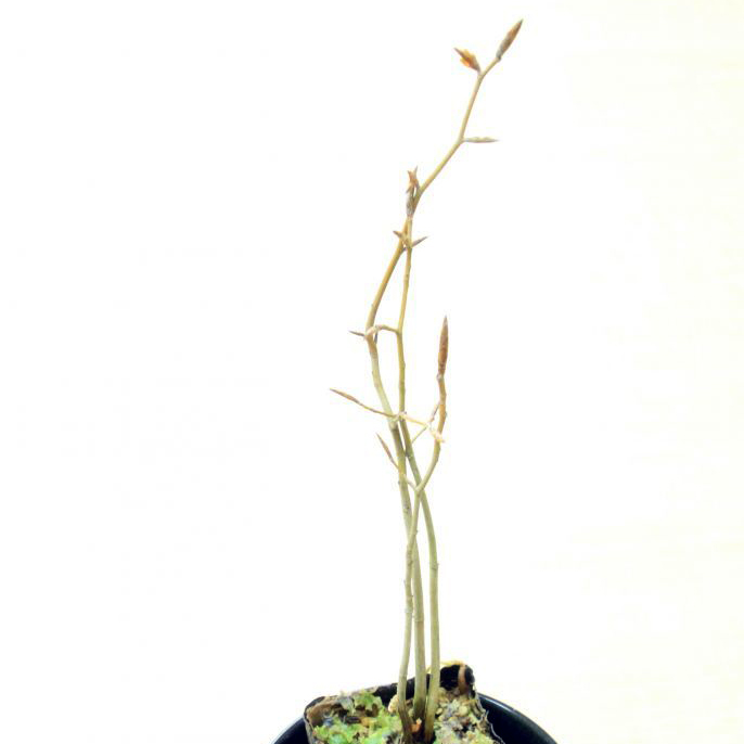 ブナ小苗（盆栽用小苗）｜苔玉・盆栽・インテリア｜自然と暮らす
